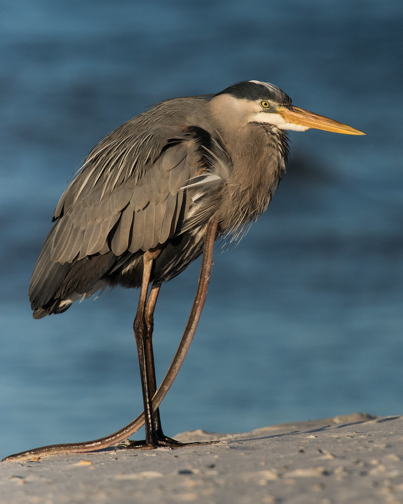 Great Blue Heron with Eel Little Lagoon Pass Gulf Shores, … Flickr