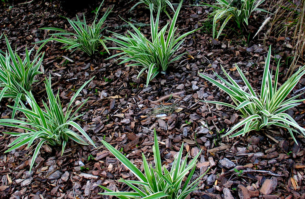 Mulch Spider Plants Downtown Christopher Sessums Flickr