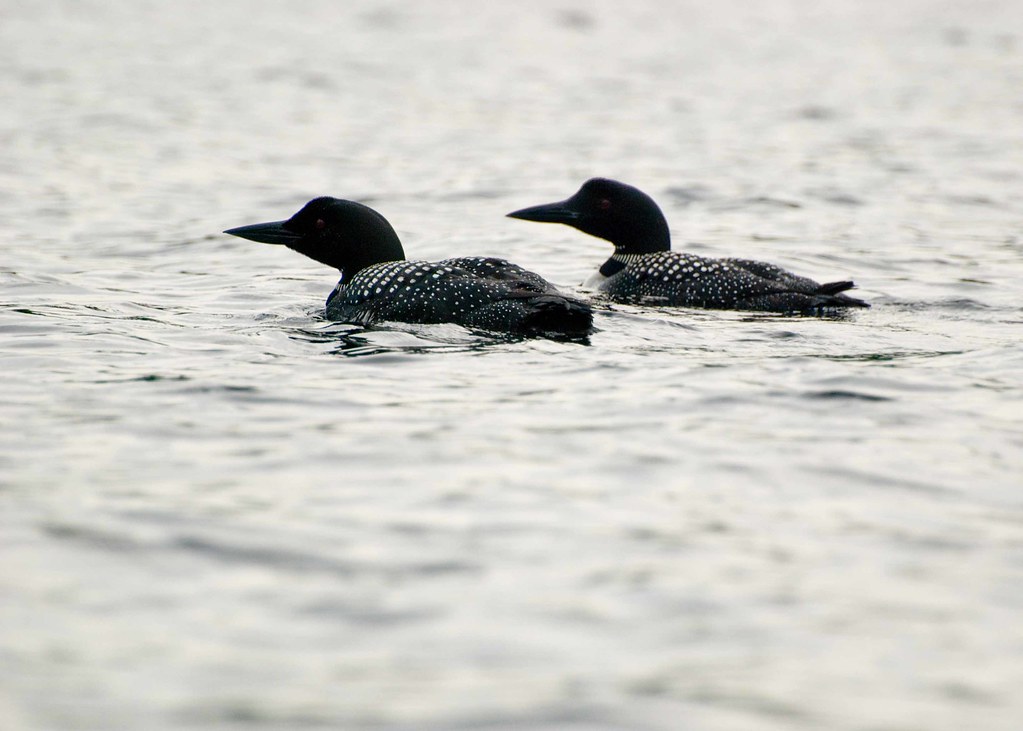 Loons on First Roach Pond glennharriman Flickr
