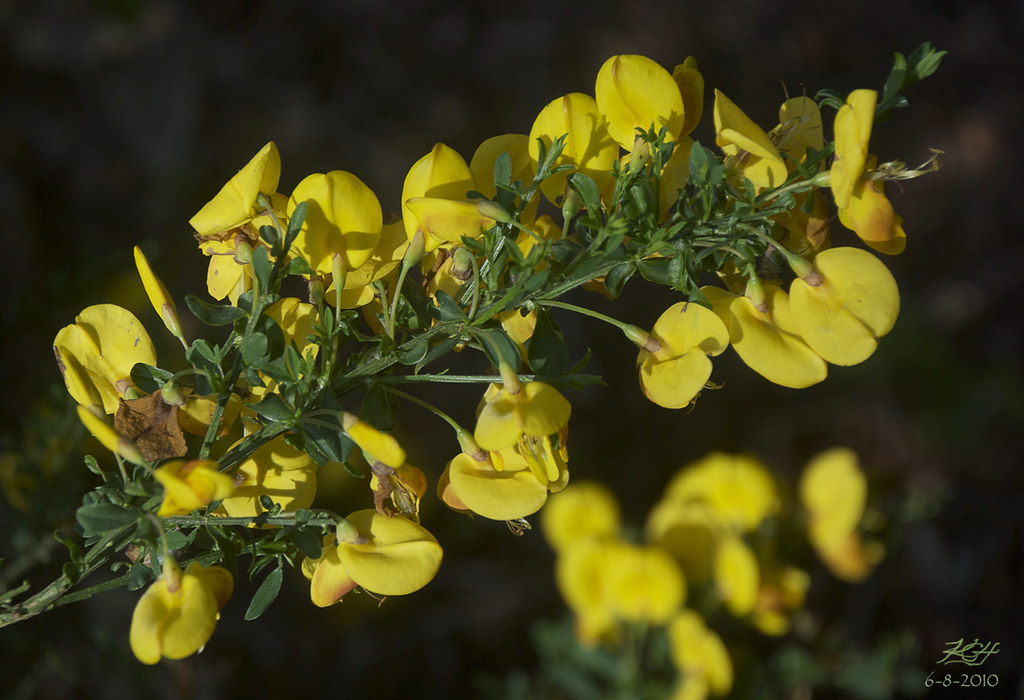 Scotch broom orangeholden
