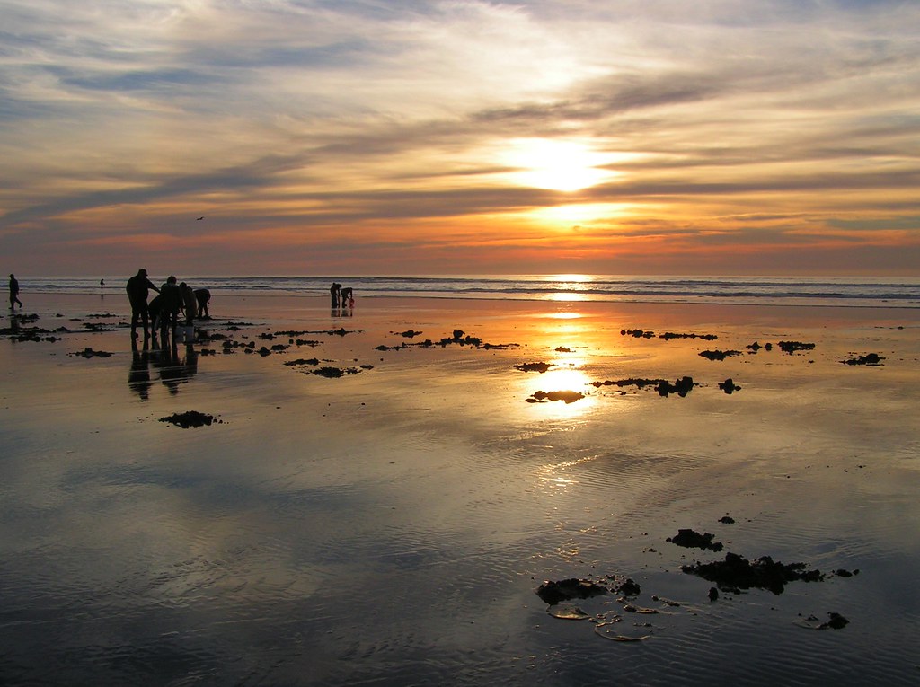 Clam Dig At Long Beach, Washington. Melanie Thayer Flickr