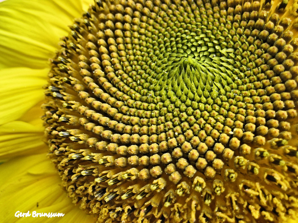 Sunflower GerdBrunssum (time out) Flickr