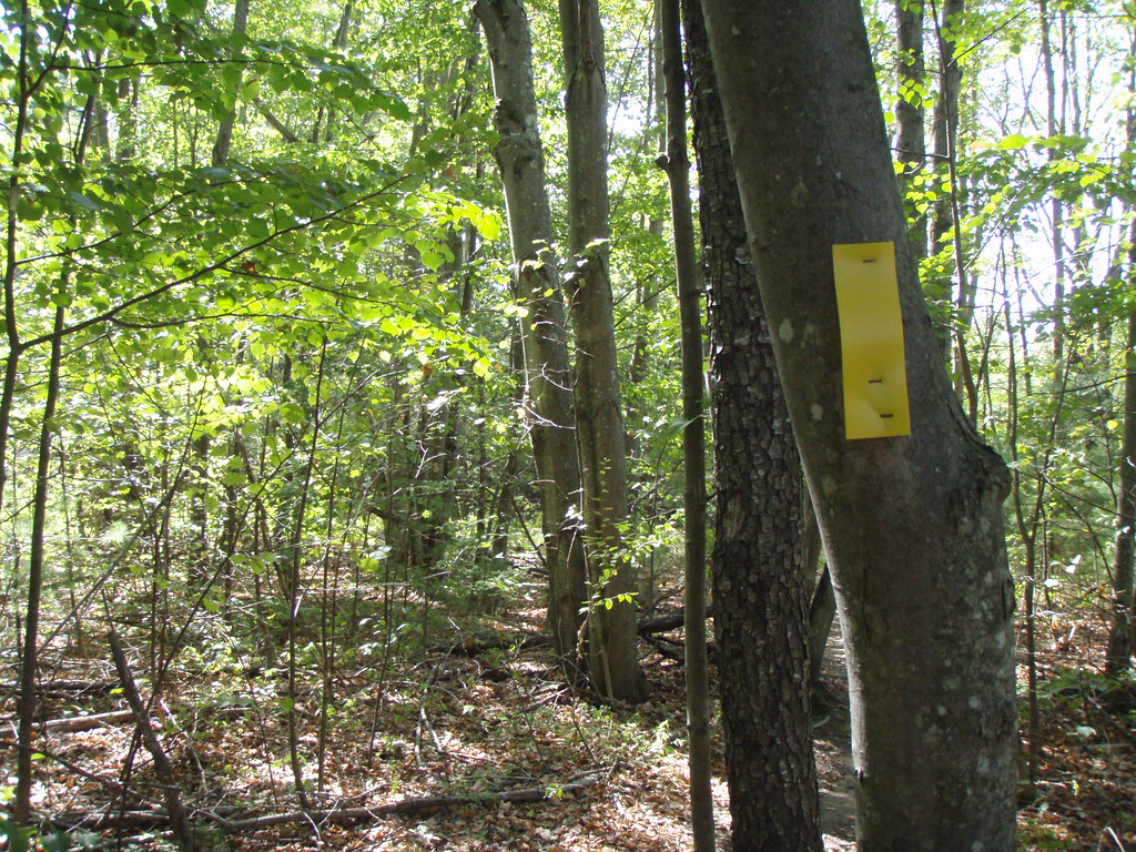 William H. Champlin, Jr. Forest Reserve Lower Pond Trail M… Flickr