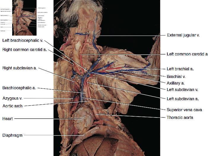 Laboratory Exercise 47 Cat Dissection Cardiovascular System