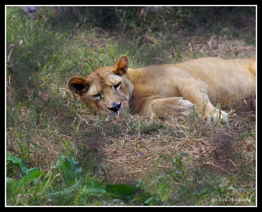 LionessBrowns ZooSmithfield, IL www.brownsoakridgezoo.co… Flickr