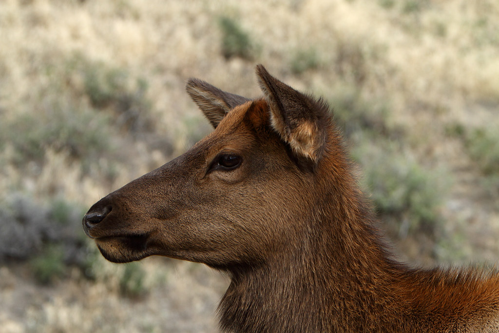 Juvenile elk calf 4 of 4 in series Taken near the Madiso… Flickr