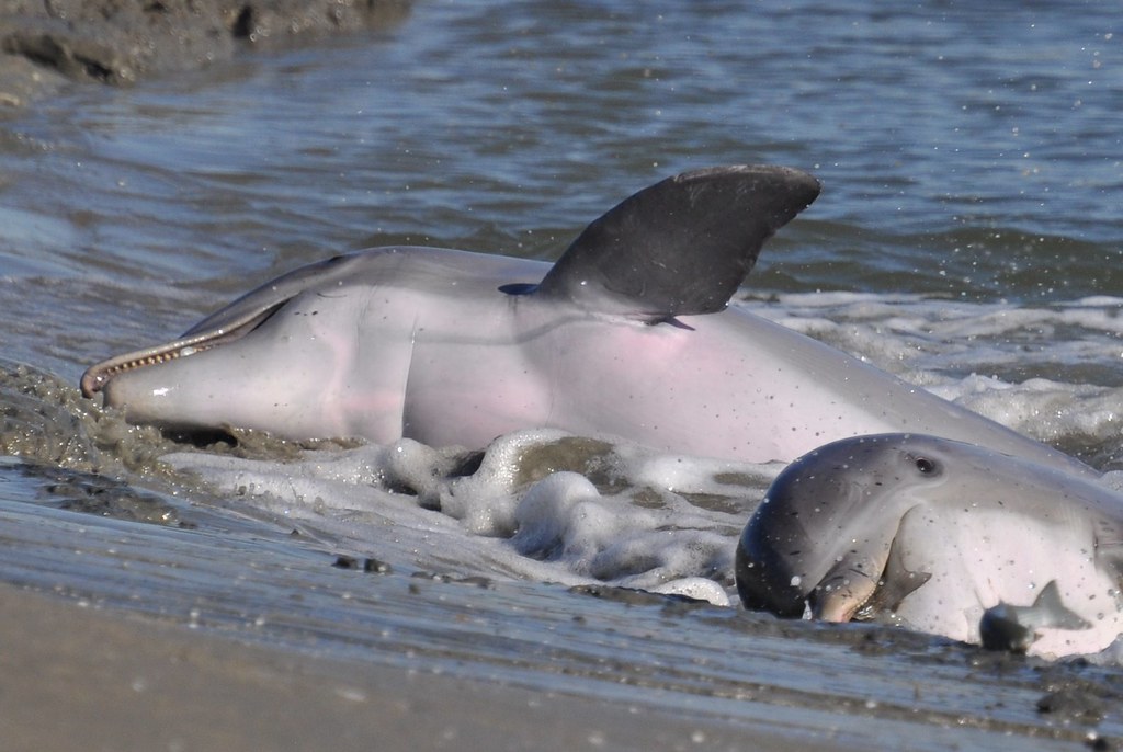 Dolphins strand feeding Seabrook Island, SC Ed Konrad Flickr