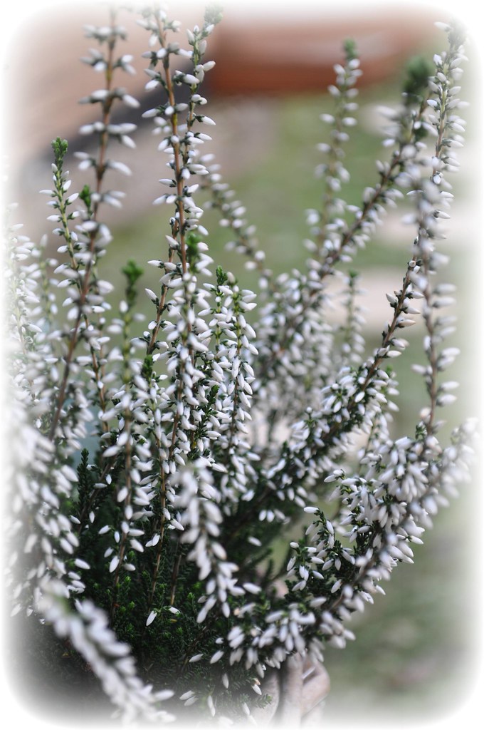 LUCKY WHITE HEATHER NIKON D90. NIKKOR 1855mm VR ZOOM LENS… Vincent