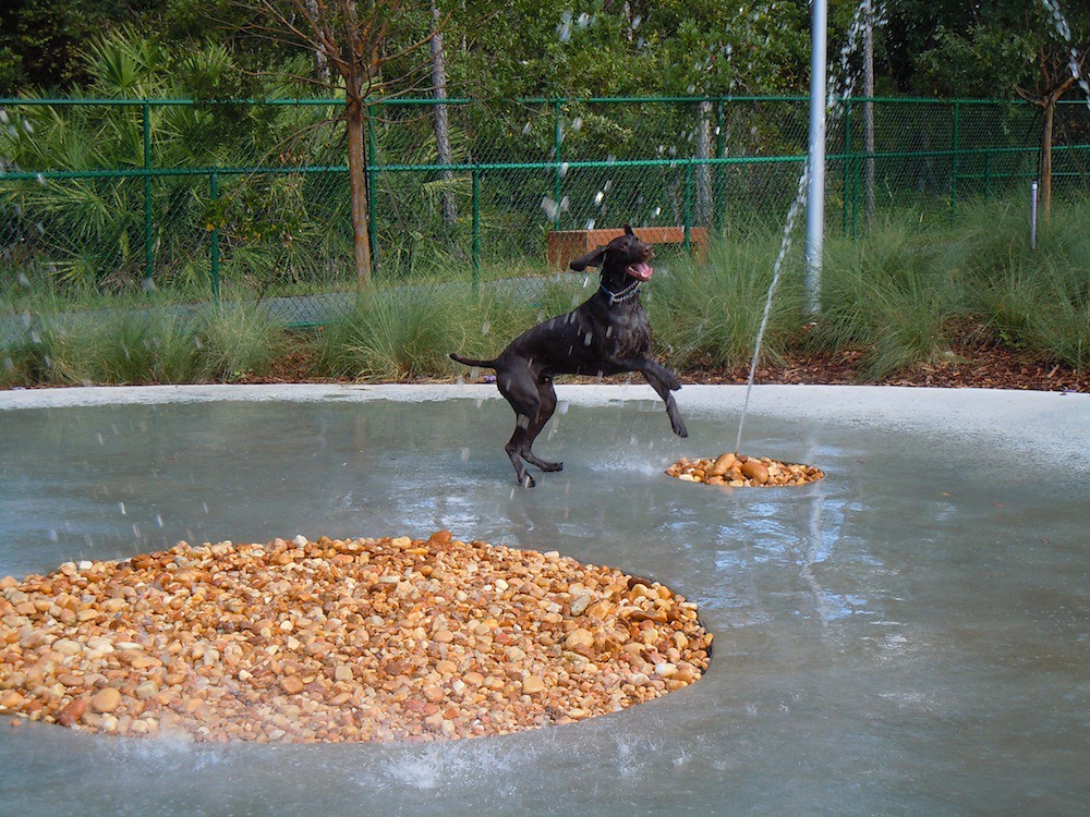 Outdoor dog park with water features Inside the Magic Flickr