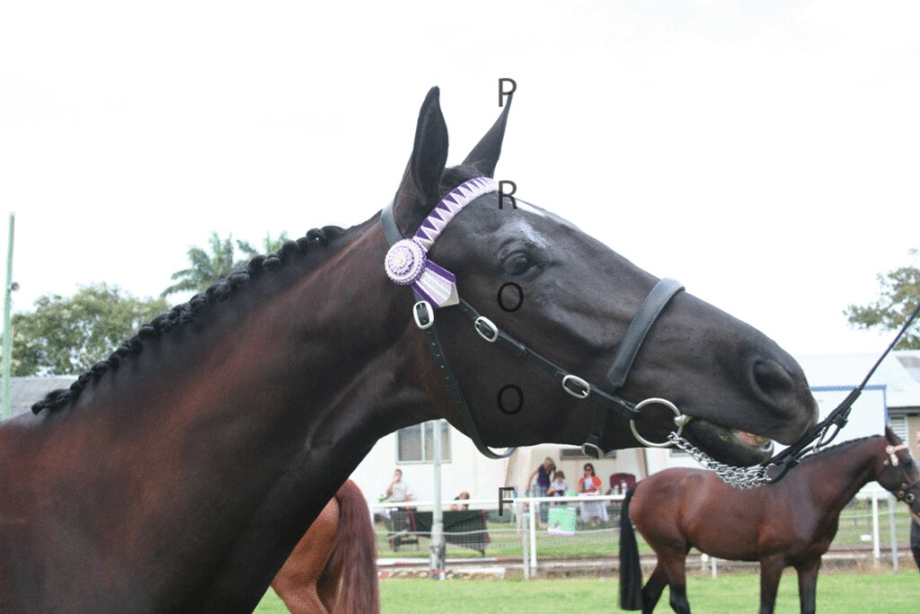 IMG_0064 Mackay Horses Flickr