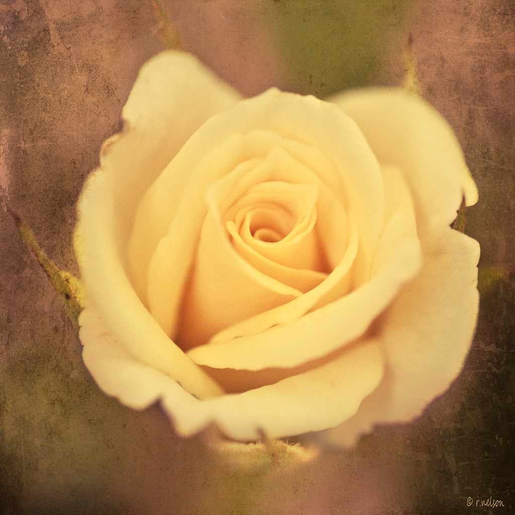 Rose is a Rose is a Rose is a Rose Gertrude Stein Rebecca… Flickr