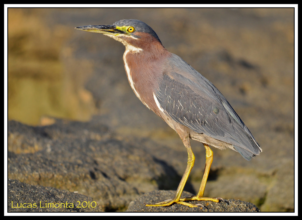 Aves de Puerto Rico/ Birds of Puerto Rico Flickr
