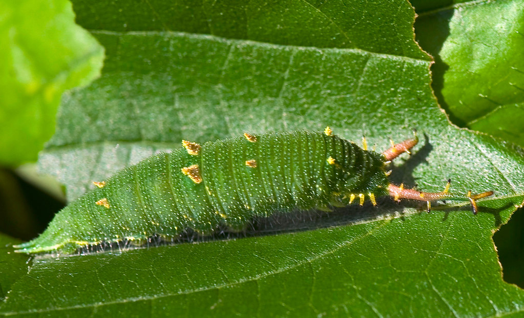 Japanese Emperor Caterpillar