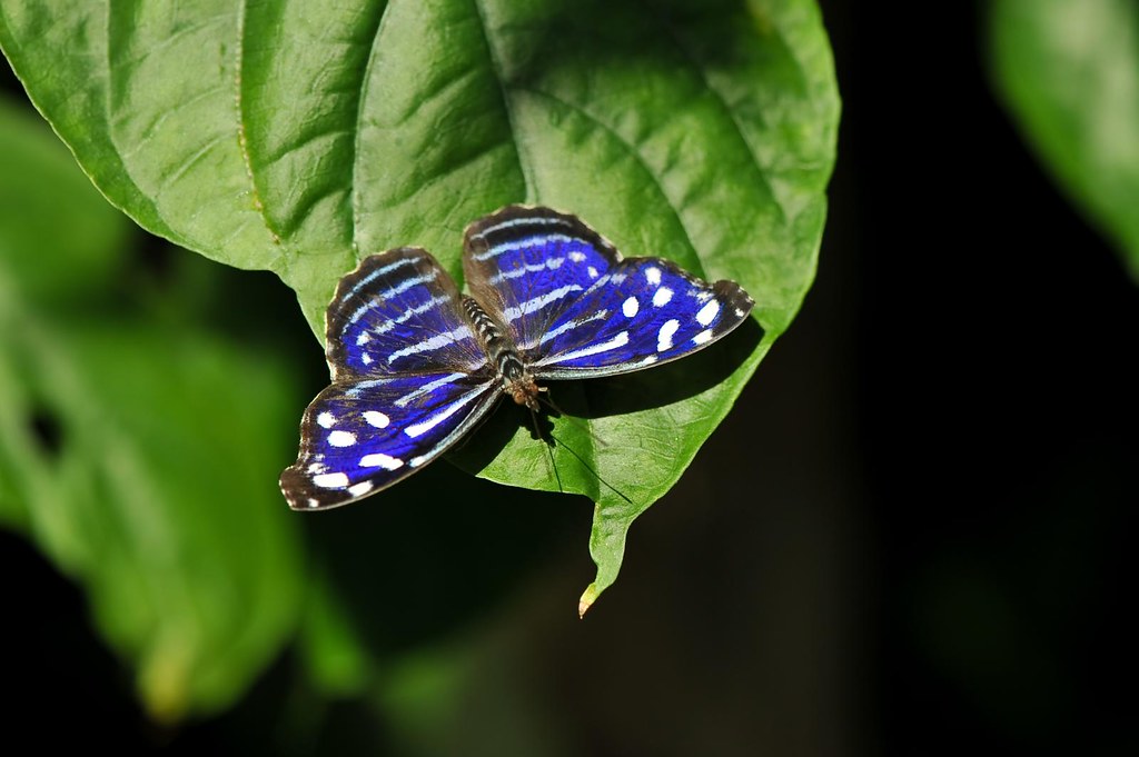 Bright Blue Butterfly I went in the Butterfly house at Rei… Flickr