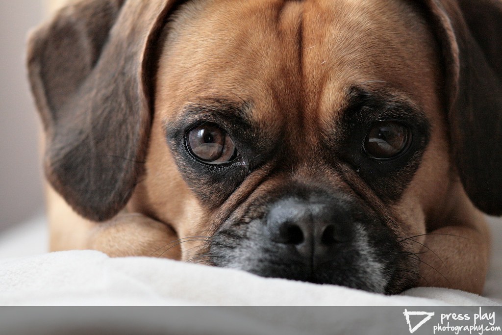 Puppy Portrait Sidney Sidney, puggle (pug/beagle mix