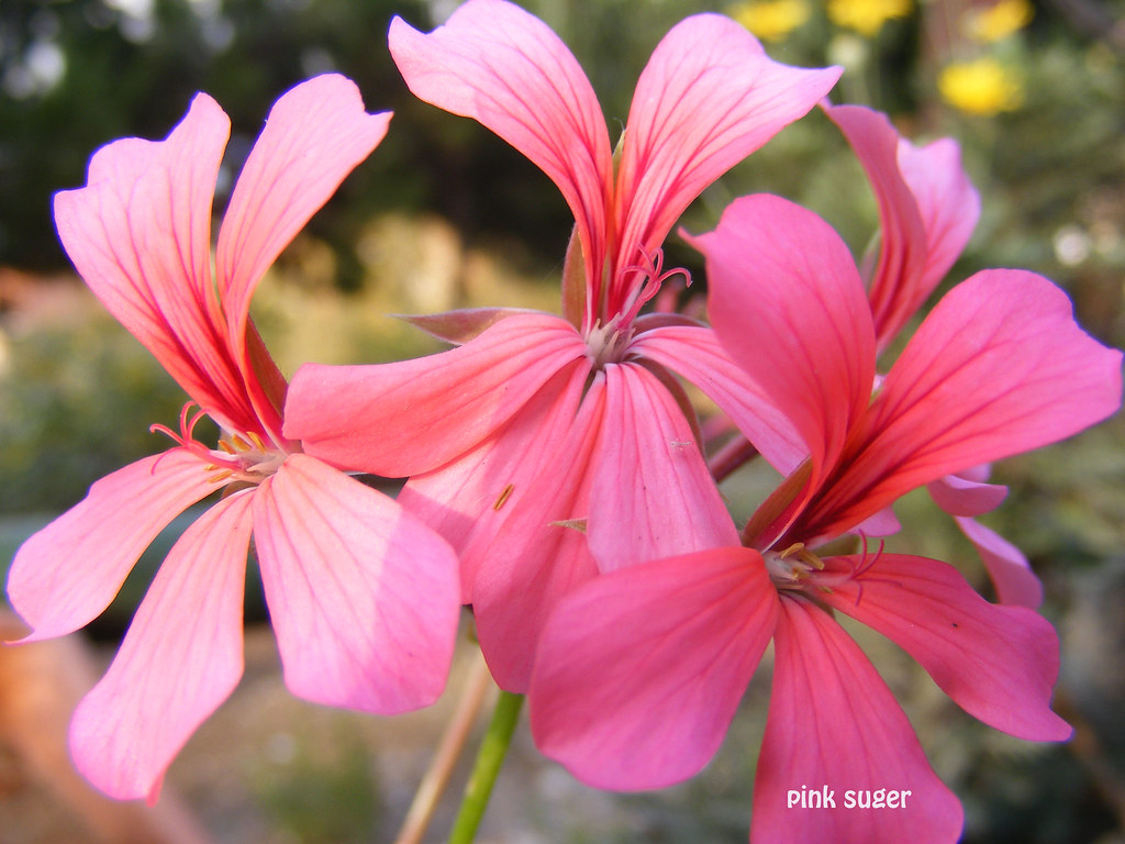 Lebanon Flower Soso ^s Flickr