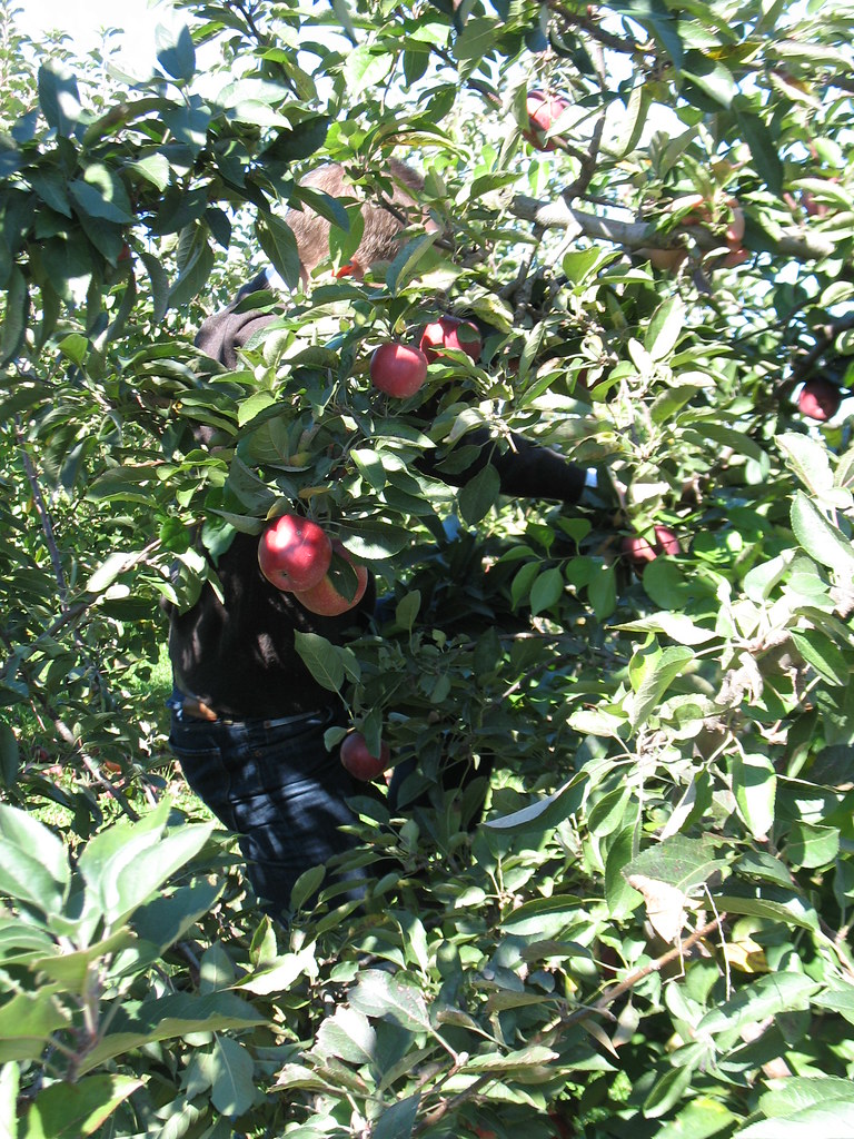 Apple Picking 003 Joseph trying to get the best apples Joseph and