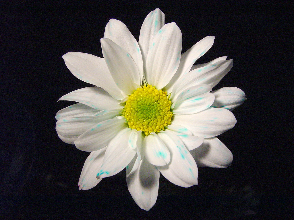 Daisy An experiment to dye the petals using food dye. Many… Flickr