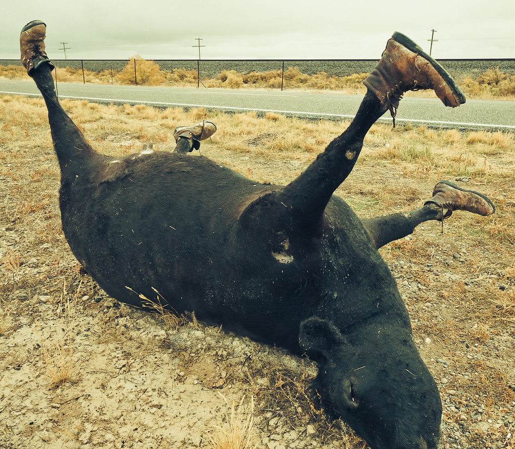 Dead Cow Wearing Leather Boots If you're gonna die, do it … Flickr
