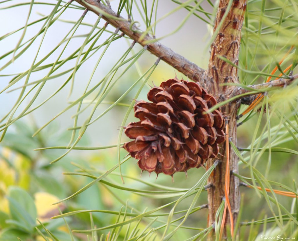 First Sign of Winter Pine cones and holly berries, anyone?… Flickr