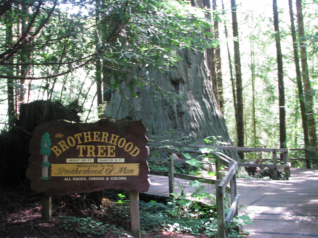 18 Trees of Mystery Brotherhood Tree 20100527 Flickr