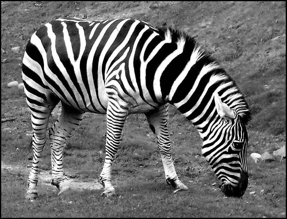 Zebra Woodland Park Zoo Seattle, Wa. 9/2/2010 Chantelle Flickr