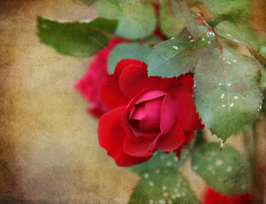 Fall for roses... The temperature has dropped more than 15… Flickr