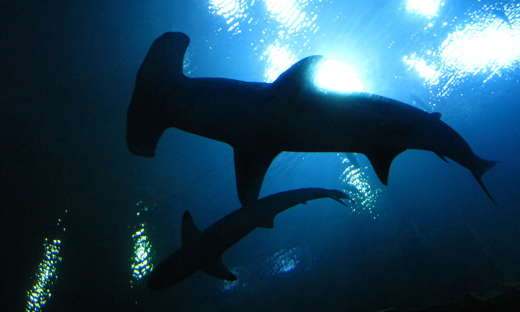 Hammerhead Shark silhouettes overhead as seen from the Oce… Flickr