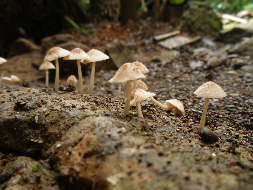 PA050078 Mushrooms for Bat stavshahaf Flickr