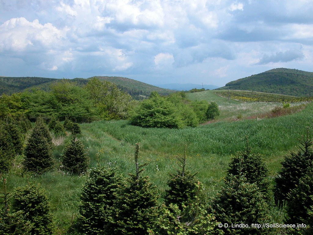 Christmas Tree Production (42) The production of Fraser Fi… Flickr