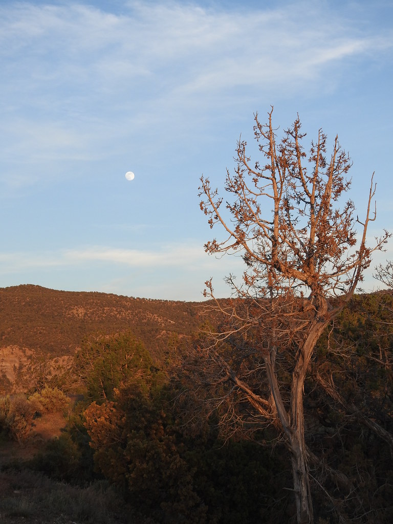 Elevation of 18 Rd, Ignacio, NM, USA Topographic Map Altitude Map