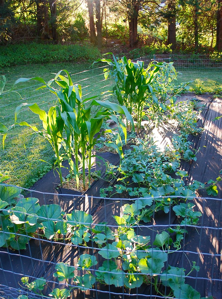 corn and melons A Growing Tradition Blog Flickr
