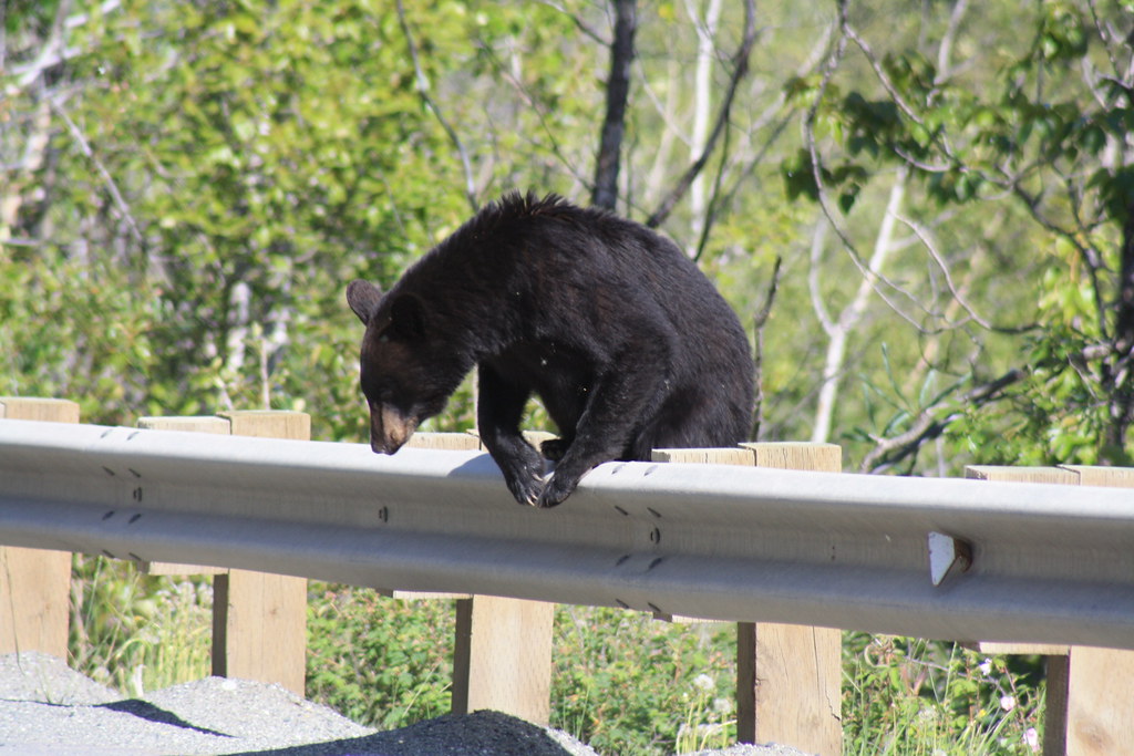 Jeff Libby from Maine arrested this black bear crossing th… Flickr