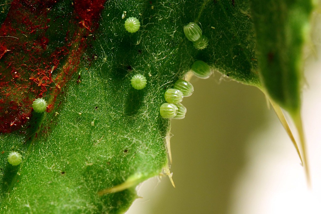 Painted Lady Butterfly Eggs Rob Ellis Flickr