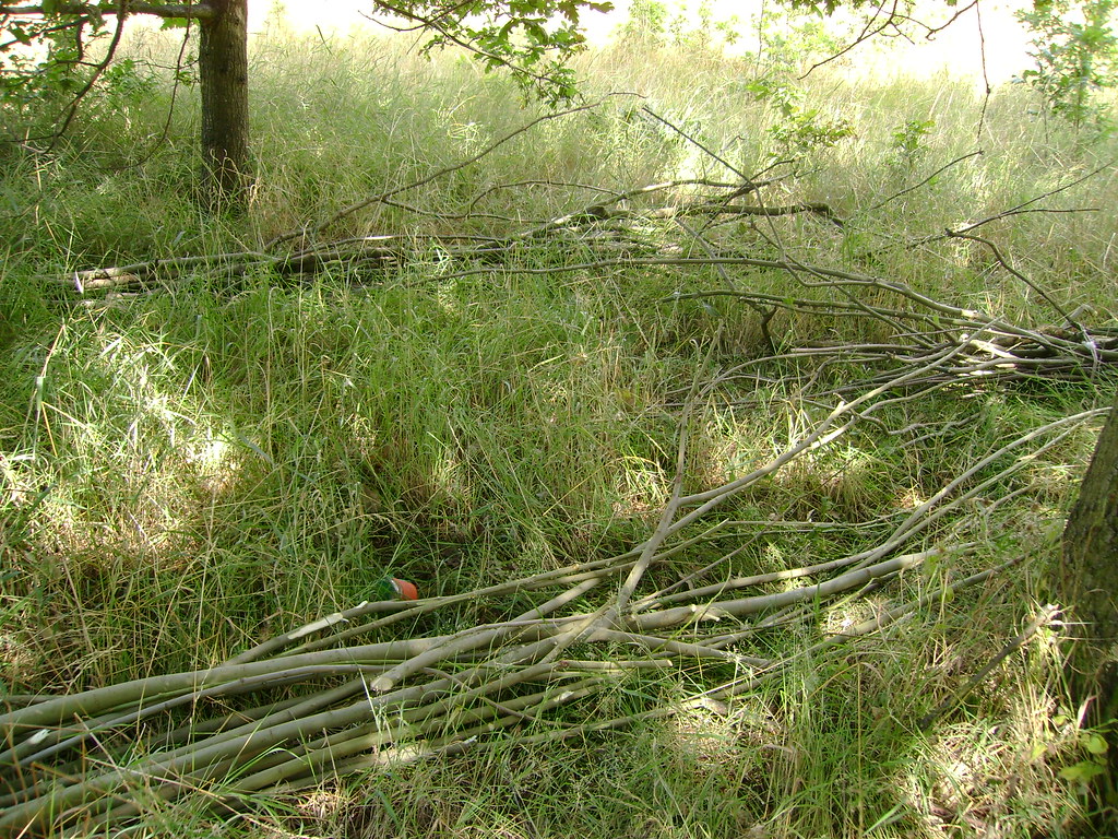 Coppicing Willow London Permaculture Flickr