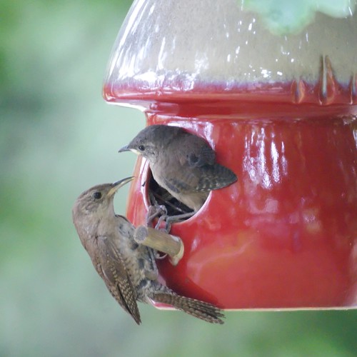 House Wrens Fledging Mike's Birds Flickr