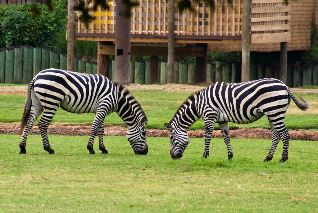 Montgomery Zoo Zebras Sussman Imaging Flickr