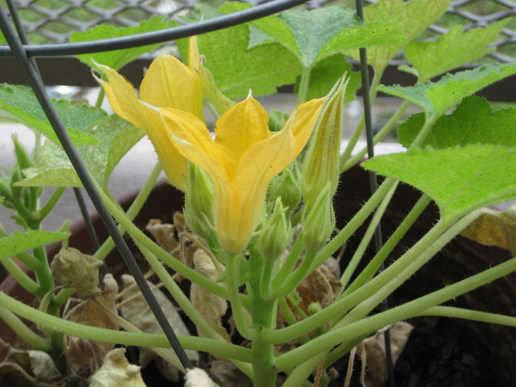 Squash Blossoms side iyumnewyork Flickr
