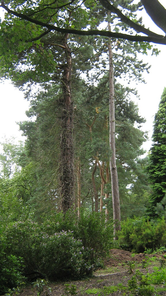 Tall trees Sarah Barker Flickr