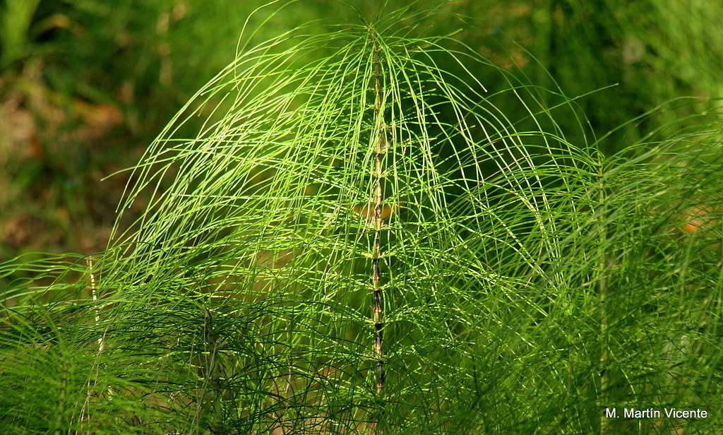Cola de caballo, Equisetum arvense, manuel m. v. Flickr