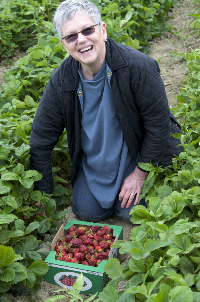 Alice Snyder Thulen Farm Shuksan Strawberry picking Field … Flickr