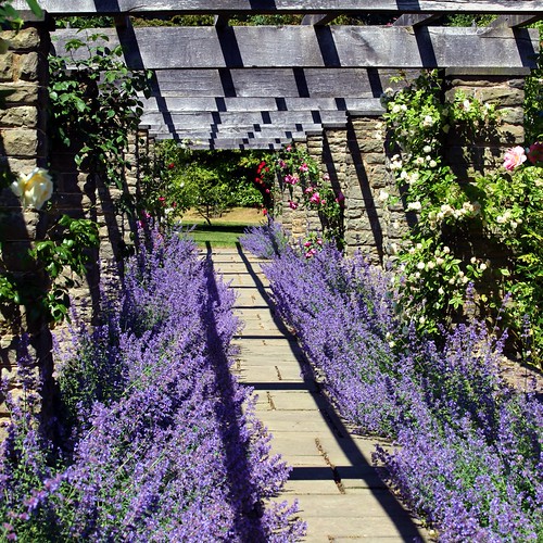 Lavender Walk Winterbourne Botanical Gardens, Birmingham, … Flickr