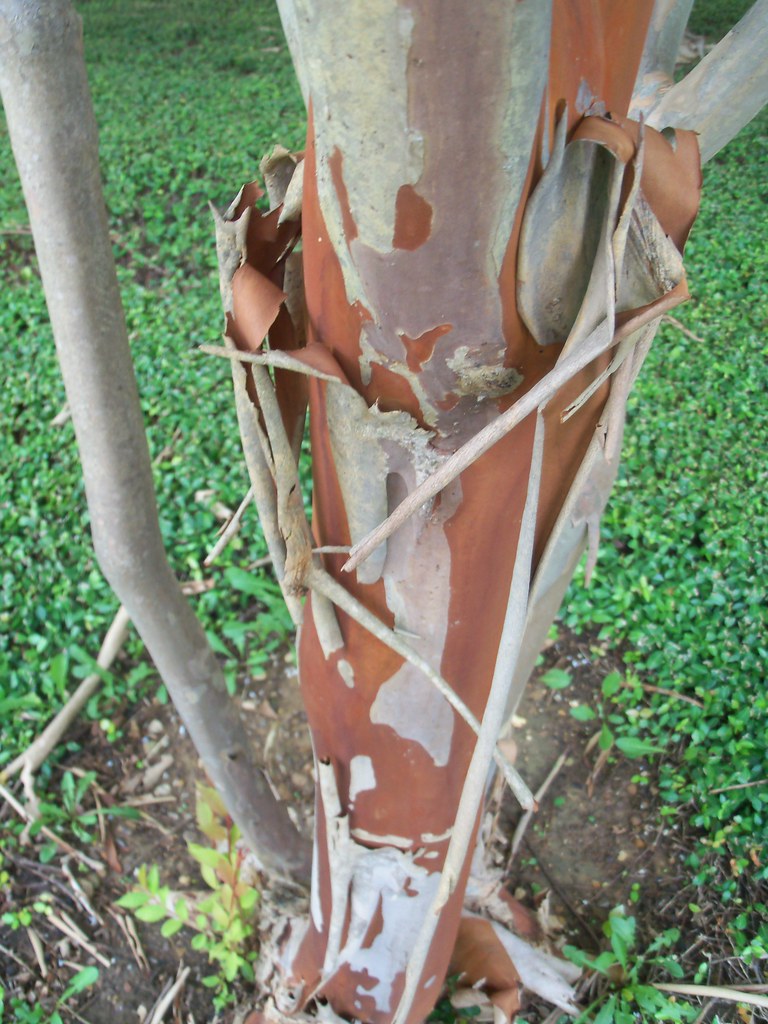 Crape myrtle bark When they shed their greyish bark, the r… Flickr