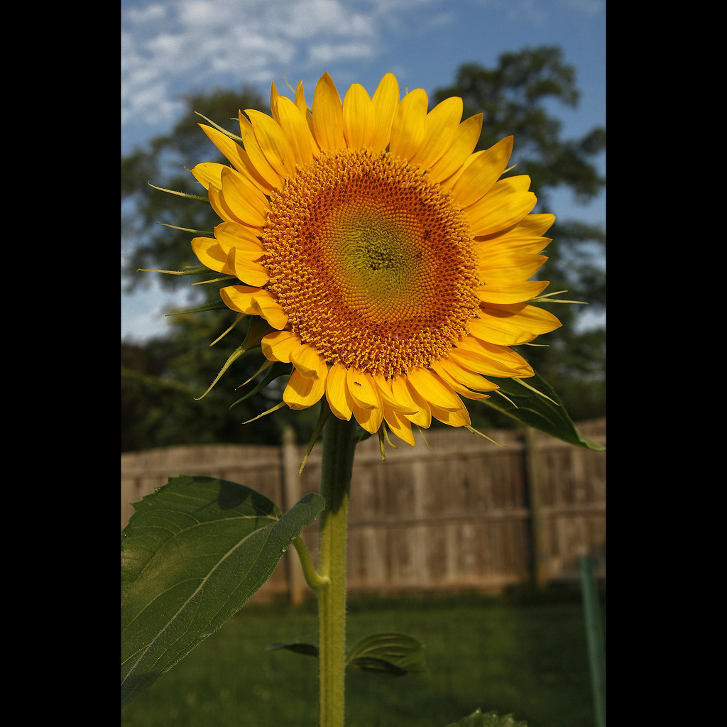 Morning has broken This single sunflower is growing up rig… Flickr