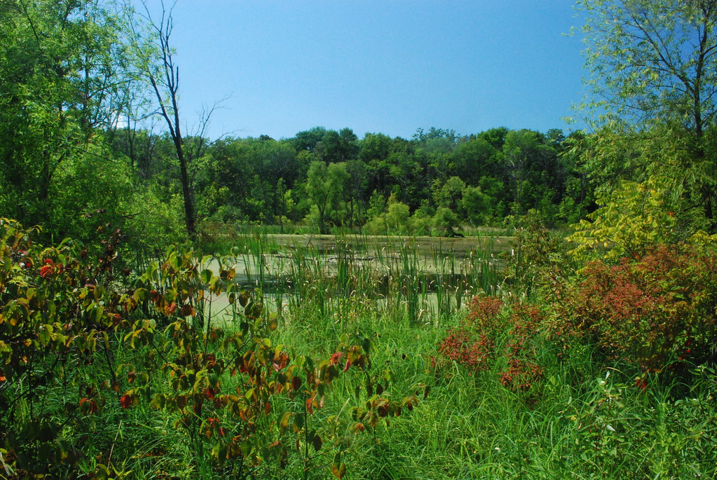 Wetlands Muskego Park Hardwoods Wisconsin State Natural Ar… Flickr
