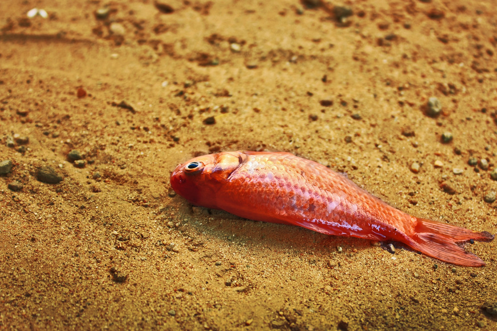 un pez fuera del agua Alejandro Ramiorvsky Flickr