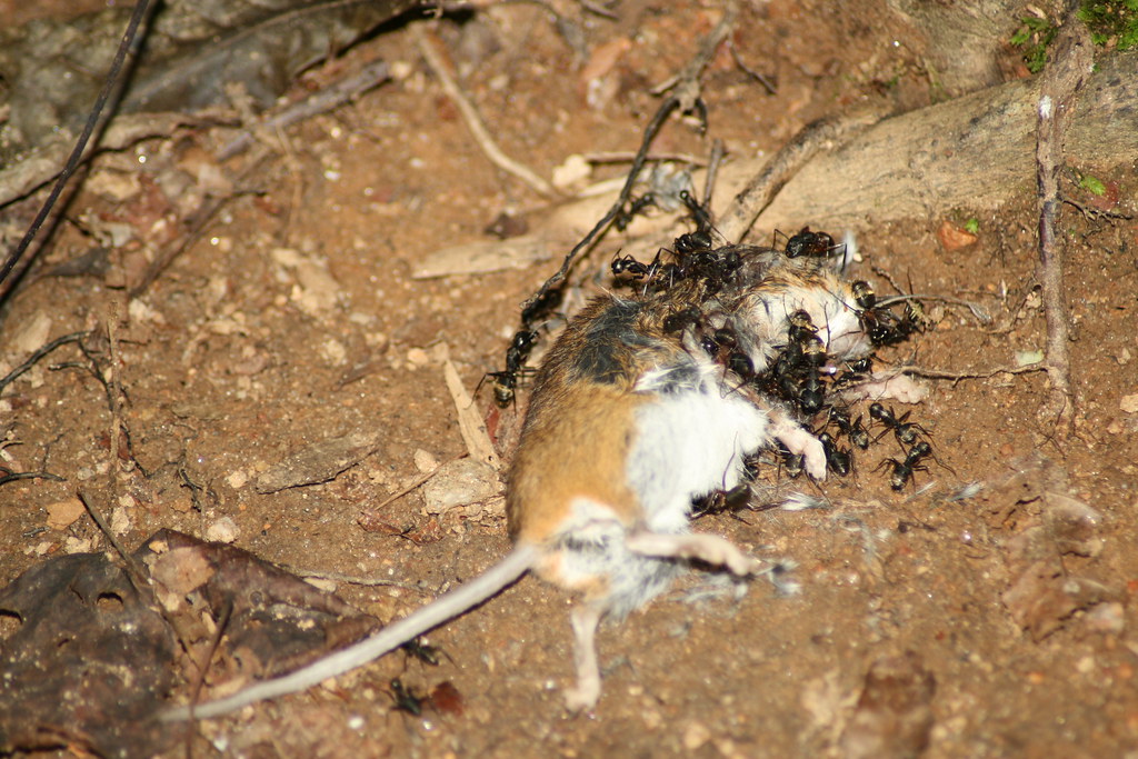 Dinner is served! Ants doing what ants do best. The mouse … Flickr