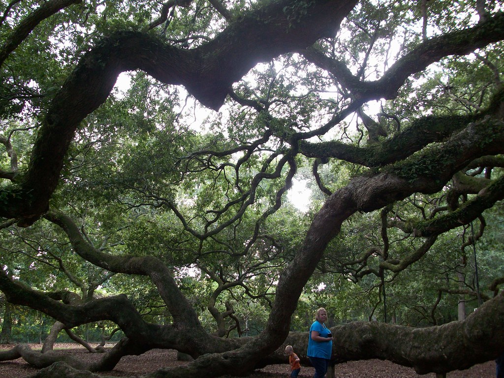 Angel Oak Angel Oak 300400 year old live oak tree Johns I… Flickr