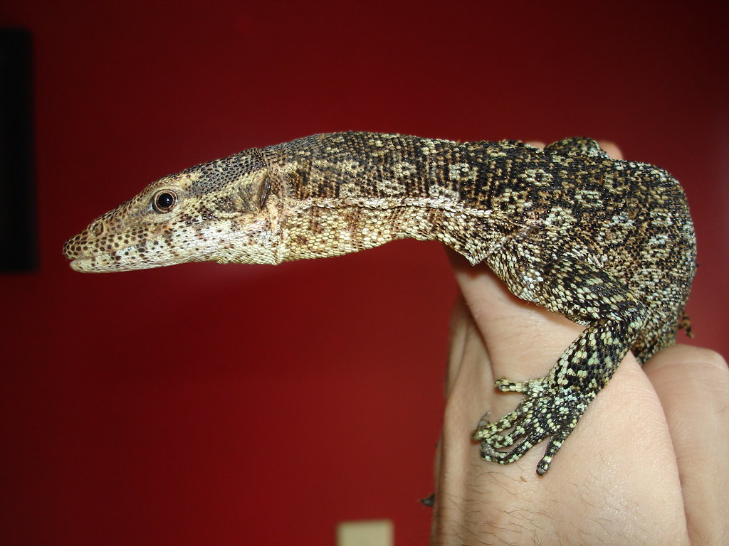 Jasper (Blue Spotted Timor Monitor) Michael Tovar Flickr