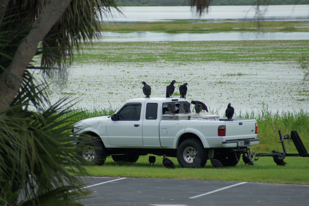 buzzards eat rubber off of cars All rights reserved. No un… Flickr